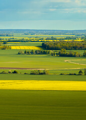 Fototapeta premium Rapeseed fields in the countryside of Zemgale, Latvian nature.