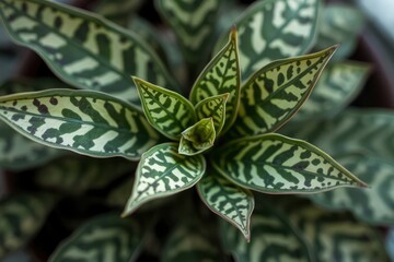 Topdown view of a plant with mottled green and white leaves arranged in a rosette pattern