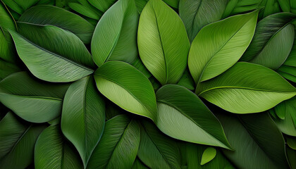 a lush arrangement of vibrant green leaves showcasing intricate textures and shades perfect for backgrounds and nature themed designs