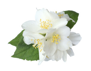 Beautiful jasmine flowers with green leaves isolated on white