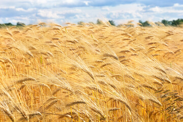 Field barley in period harvest on background cloudy sky