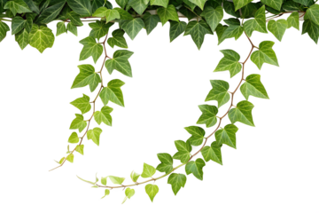 Lush Green Ivy Vines Nature's Elegant Decor