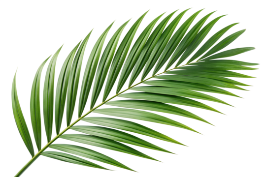 Lush Green Palm Frond Tropical Leaf, Isolated on White Background