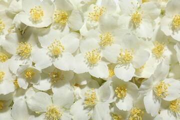 Beautiful jasmine flowers as background, top view