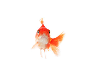 One small beautiful goldfish isolated on white