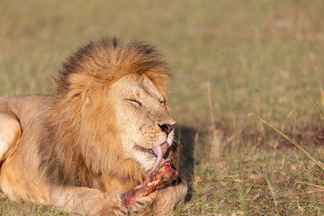 Tasty Bone