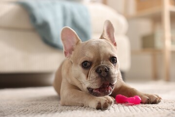 Adorable French bulldog dog with pet toy on floor indoors, closeup