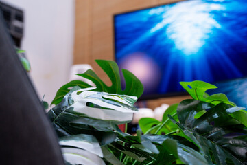 A detailed view of a modern and organized workspace, showcasing dual monitors displaying dynamic blue visuals, complemented by indoor plants and a collection of mechanical keyboards.