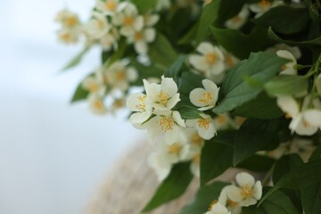 Beautiful jasmine flowers indoors, closeup. Space for text