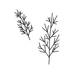 Two sprigs of dill in doodle style on a white background. Culinary illustration.
