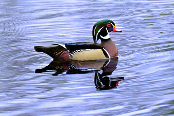 duck on the water