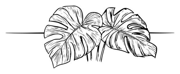 monstera leaves botanical line art © Kaz