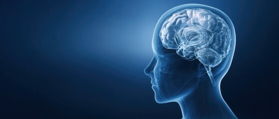 Obraz premium Human brain anatomy illustration