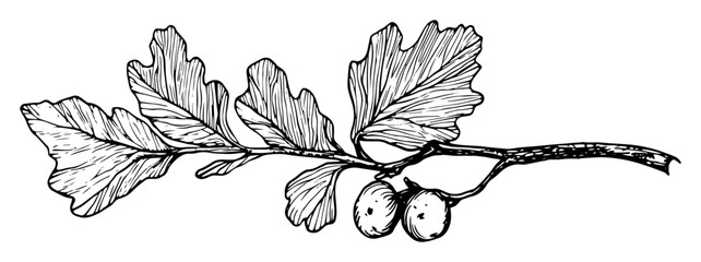 oak branch with leaves and acorns © Kaz