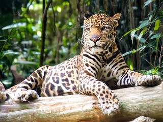 Powerful and graceful, a magnificent jaguar rests, showcasing its unique rosette patterns against a...