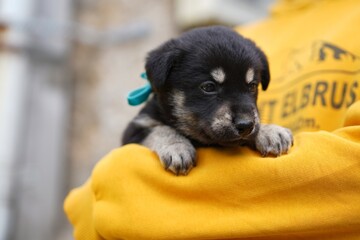 Portrait of a black puppy with blue ribbon, photo of a puppy on a yellow background
