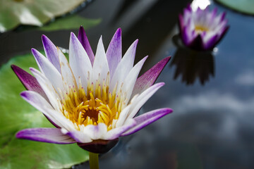 lotusflower in a lake, asia