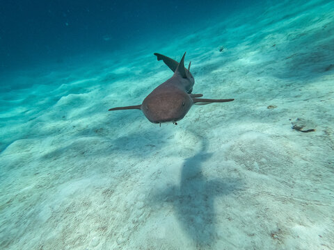 Diving with nursesharks in Mahahual, mexico