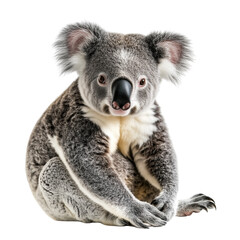 Koala Sitting on Branch - Cute Marsupial on Transparent Background