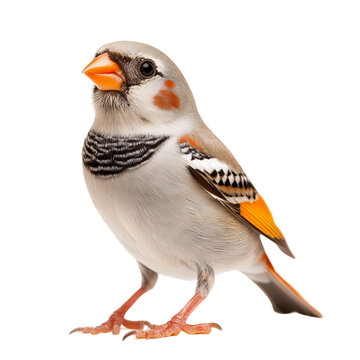 Zebra Finch Perched - Colorful Australian Songbird on Transparent Background