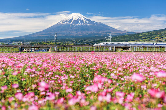 Shinkansen JR Bullet train on railway pass Mt. Fuji at spring, Japan