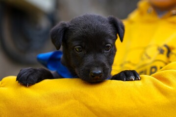 Portrait of a black puppy with blue ribbon, photo of a puppy on a yellow background