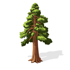 Sequoia Tree, flat 2D isometric cartoon vector image isolated on white background.