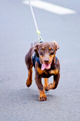 Cachorro marrom de pelo curto, de pequeno porte correndo em direção à câmera, usando coleira,...