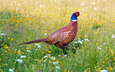 ein Fasan auf einer Blumenwiese