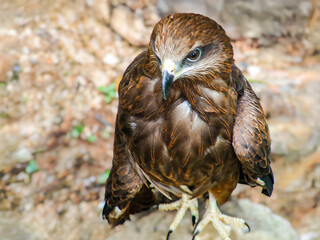 A regal Changeable Hawk-Eagle (Nisaetus cirrhatus) stares intently, its crown feathers raised, perched among golden brush, radiating strength, precision, and the mystery of the wild.