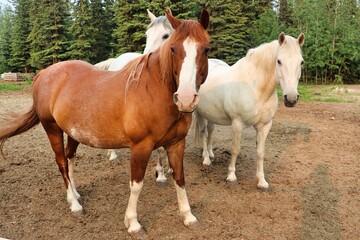 Yukon Territories, Canada