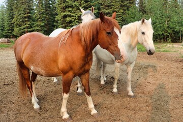 Yukon Territories, Canada