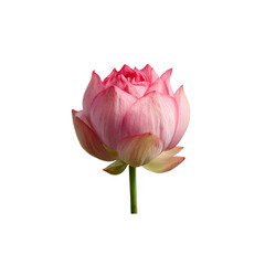 Pink lotus flower on black background