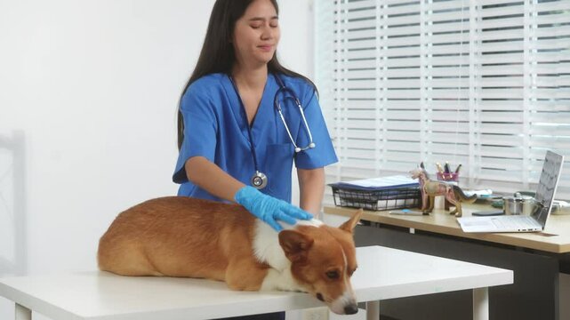 A young Asian female veterinarian gently examines a calm Corgi dog indoors at pet clinic, highlighting professional pet care, importance of regular health checkups and vaccinations like rabies shots.