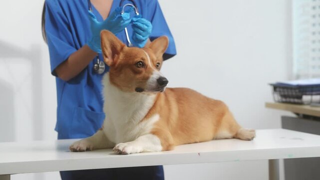 A young Asian female veterinarian gently examines a calm Corgi dog indoors at pet clinic, highlighting professional pet care, importance of regular health checkups and vaccinations like rabies shots.