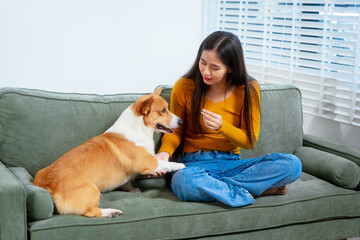 Asian young woman sits on the floor beside her sofa, gently stroking her Corgi dog head relax at...