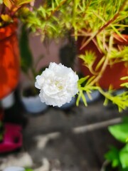  a white variety of Portulaca grandiflora, commonly known as Moss Rose or Sun Rose. 