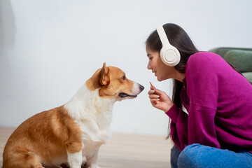Asian young woman sits on the floor beside her sofa, gently stroking her Corgi dog head relax at...
