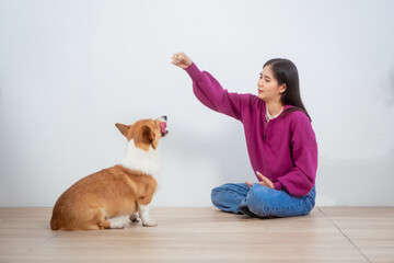 Asian young woman sits on the floor beside her sofa, gently stroking her Corgi dog head relax at...
