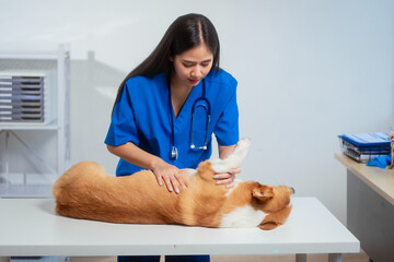 A young Asian female veterinarian gently examines a calm Corgi dog indoors at pet clinic,...