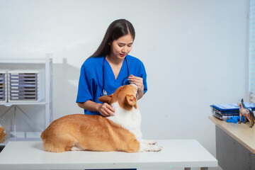 A young Asian female veterinarian gently examines a calm Corgi dog indoors at pet clinic,...