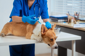 A young Asian female veterinarian gently examines a calm Corgi dog indoors at pet clinic,...