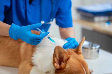 A young Asian female veterinarian gently examines a calm Corgi dog indoors at pet clinic,...