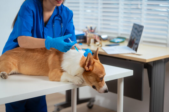 A young Asian female veterinarian gently examines a calm Corgi dog indoors at pet clinic, highlighting professional pet care, importance of regular health checkups and vaccinations like rabies shots.