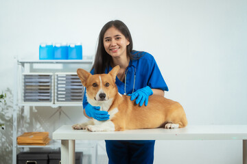 A young Asian female veterinarian gently examines a calm Corgi dog indoors at pet clinic, highlighting professional pet care, importance of regular health checkups and vaccinations like rabies shots.