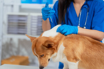 A young Asian female veterinarian gently examines a calm Corgi dog indoors at pet clinic,...