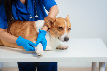 A young Asian female veterinarian gently examines a calm Corgi dog indoors at pet clinic,...