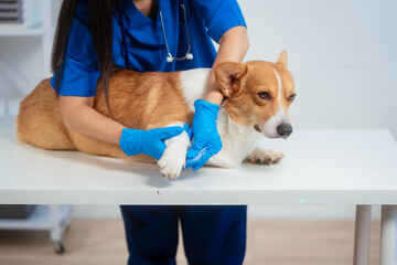 A young Asian female veterinarian gently examines a calm Corgi dog indoors at pet clinic, highlighting professional pet care, importance of regular health checkups and vaccinations like rabies shots.