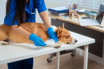 A young Asian female veterinarian gently examines a calm Corgi dog indoors at pet clinic,...