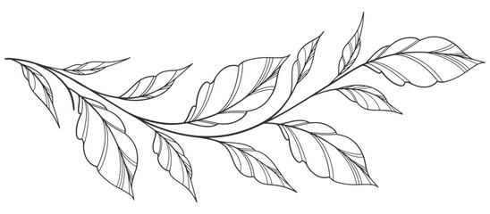 floral leaves line art isolated on white background. Divider doodle leaf and flowers, nature border decorative element vector illustration